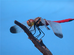 �A�J�g���{