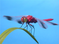 �A�J�g���{