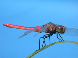 �A�J�g���{