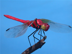 �A�J�g���{