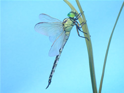 �A�I�����}