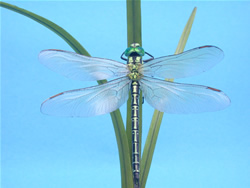 �A�I�����}