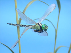 �A�I�����}