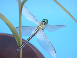 �A�I�����}