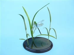 �M�������}