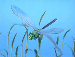 �M�������}