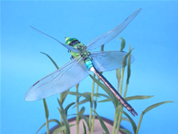 �M�������}