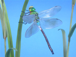 �M�������}