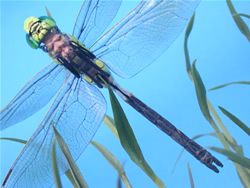 �M�������}