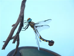 �g���t�g���{