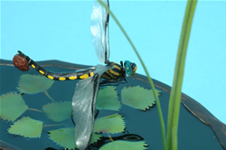 �g���t�g���{