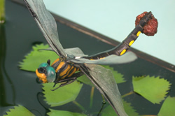 �g���t�g���{