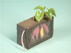 �T�c�}�C��