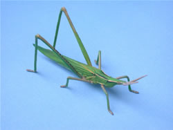 �V���E�����E�o�b�^