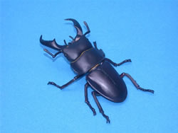 �q���^�N���K�^