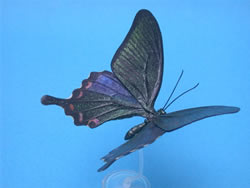 �J���X�A�Q�n