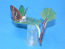 �~�h���V�W�~