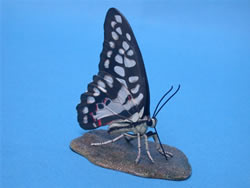 �~�J�h�A�Q�n