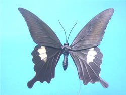 �����L�A�Q�n