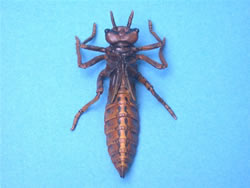 �I�j�����}�i�c���j