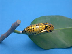 �I�I�S�}�_���i匁j