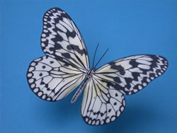 �I�I�S�}�_��